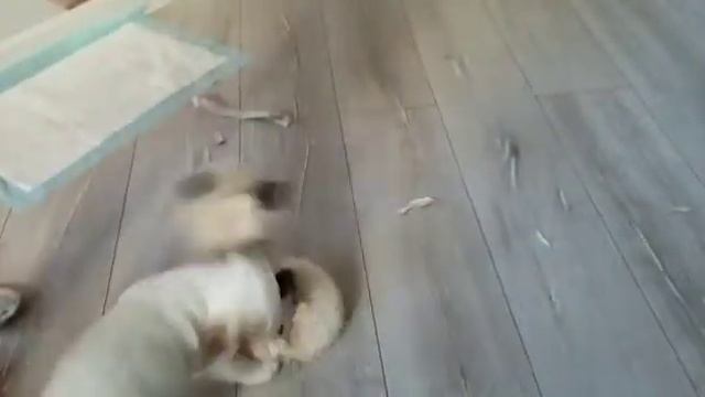 Любимая игрушка Джек Рассела смотреть онлайн