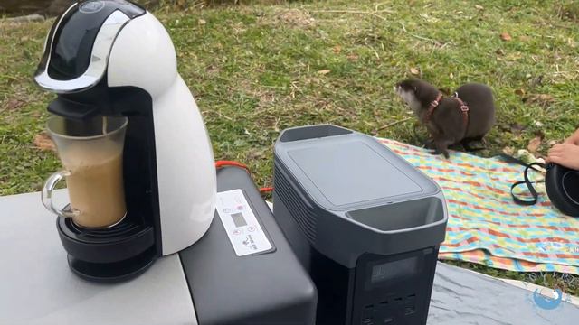 Otter Spends Comfortable Tea Time Outside смотреть онлайн