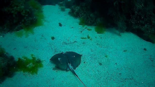 Обитатели Черного моря. Как питается скат-хвостокол смотреть онлайн