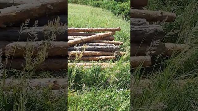 28 июня 2019 г. покупка древесины, покупка леса, строительная древесина смотреть онлайн