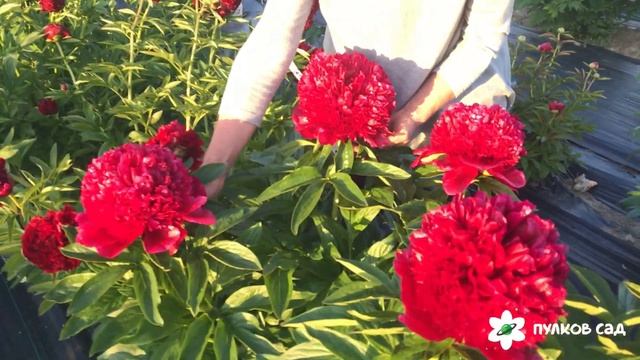 Red Carm и Red Grace, сравнение сортов. Пулков сад (2022 г)