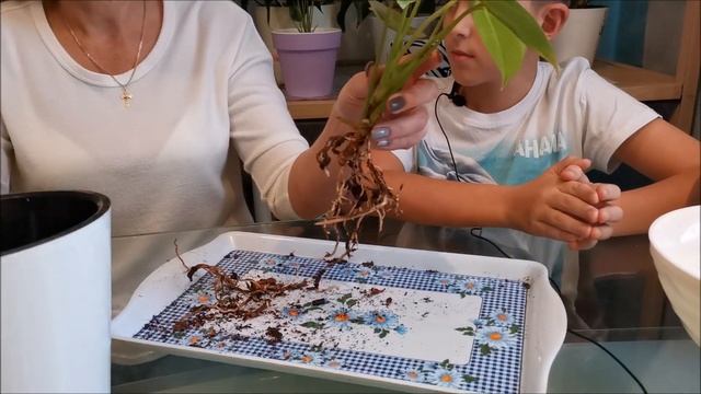 Антуриум в мужских руках, я здесь в серьез и на долго смотреть онлайн