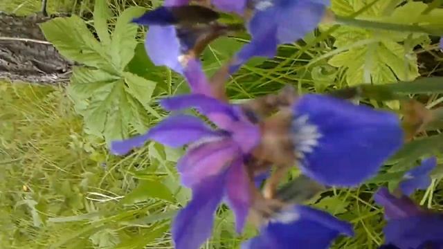 Ирис лесной смотреть онлайн