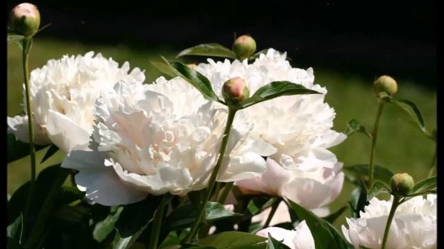 Пионы живые. Ивашкова Г. #Галина_Ивашкова смотреть онлайн