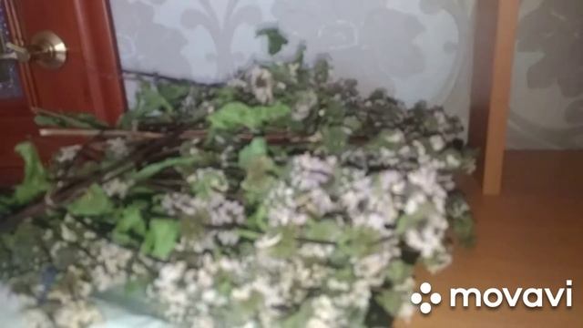 Сушим траву [ ЗОПНИК КЛУБНИСТЫЙ] мужские и женские проблемы, повышает иммунитет смотреть онлайн