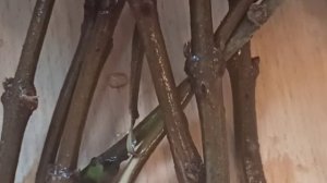 Как сохранить сирень в вазе