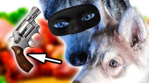 DOGVLOG: ХАСКИ ГРАБЯТ МАГАЗИН!  Хаски Бандит. Говорящая собака