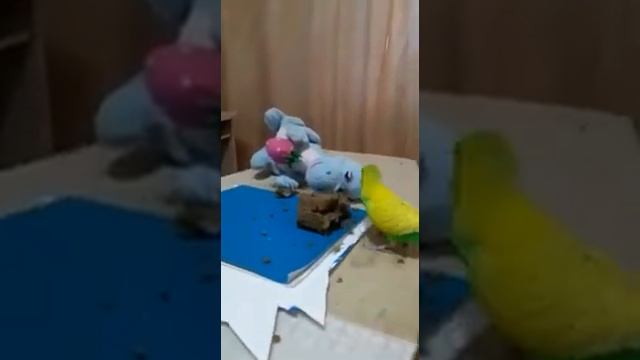 кеша ест хлеб смотреть онлайн