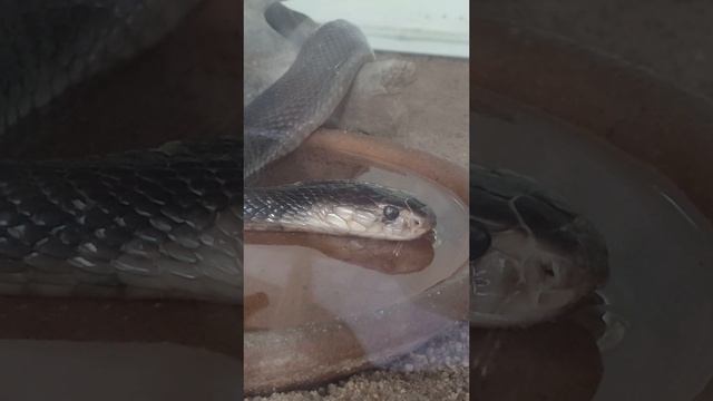 Змея ? / Snake ? смотреть онлайн
