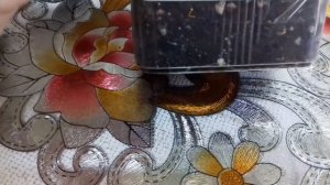 комнатные цветы из семян