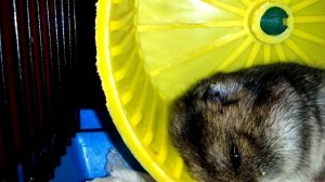 Сирийский хомяк или Джунгарский?Кого выбрать? В чем отличие?