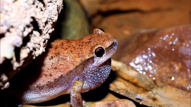 Litoria rubella Calling ( Desert Tree Frog ) смотреть онлайн