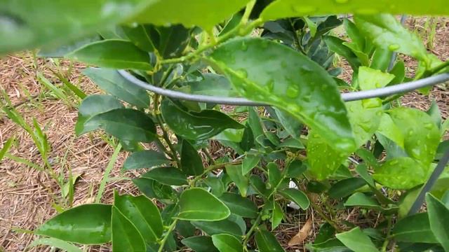 July 23, Lakeland limequat with fruit смотреть онлайн