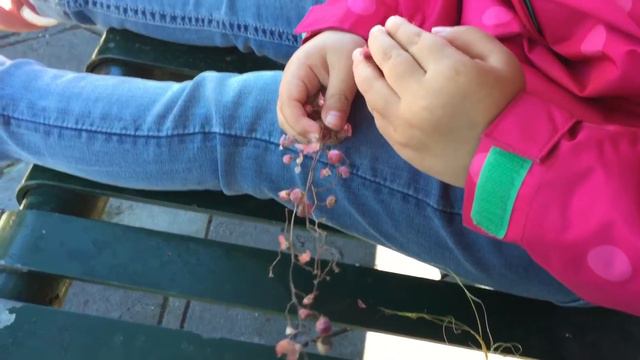 Peruvian Pepper смотреть онлайн