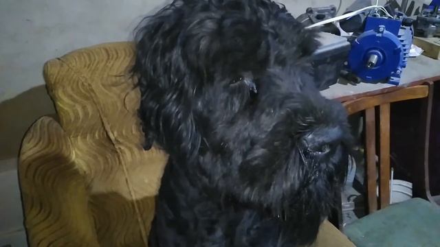 У русского чёрного терьера, есть любимое место.