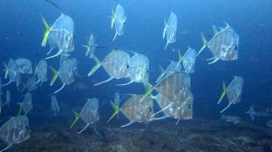 Рыба  вомер или селена