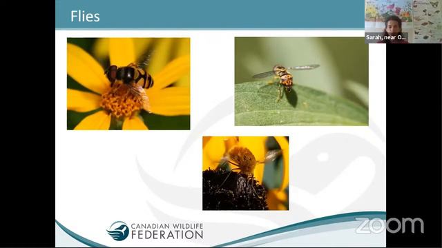 Gardening for Pollinators with Canadian смотреть онлайн