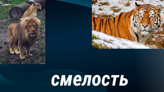 АФРИКАНСКИЙ ЛЕВ(КАТАНГСКИЙ) ПРОТИВ АМУРСКОГО ТИГРА #ЛЕВ #ТИГР #левпротив #ктосильнее смотреть онлайн