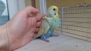 ? Чем выкармливать птенцов волнистого попугая