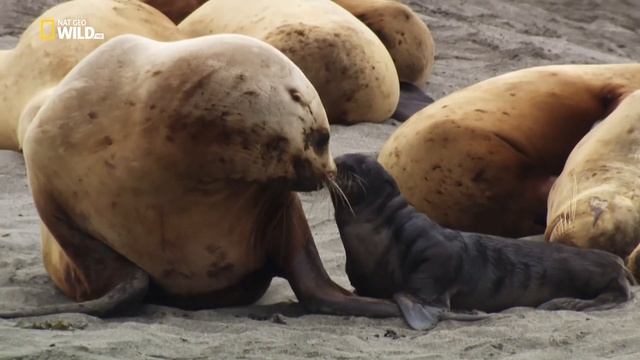 Дикое море России: Сезон изобилия. смотреть онлайн