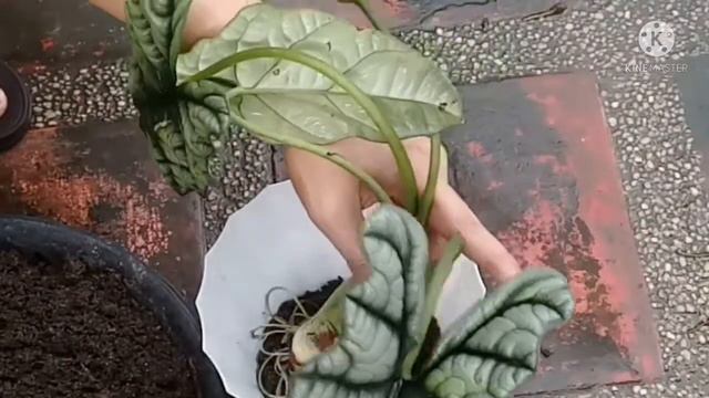 Repotting Uprooted Alocasia Sinuata смотреть онлайн