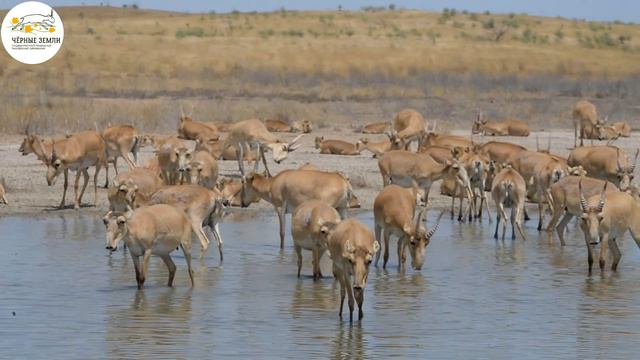 Приоткрывая заповедные двери... Сайгаки на водопое смотреть онлайн