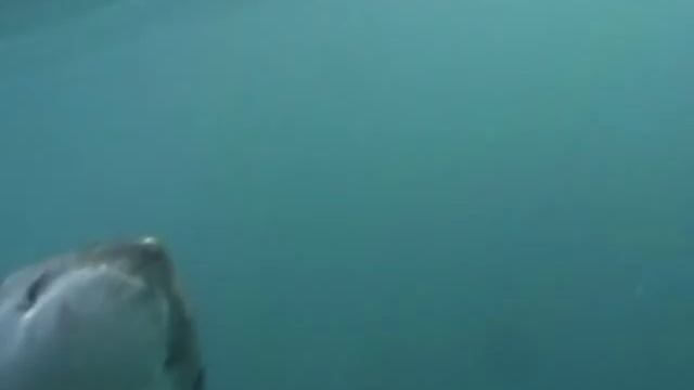 Белая акула. Изучение акул, повадки, среда обитания. смотреть онлайн