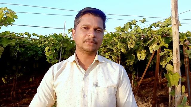 Npk 10 26 26 Fertilizer/npk Fertilizer Full Information/npk