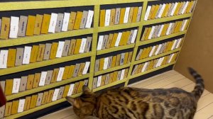 ДОМ ДРАКУЛЫ из картона для кошки ? . ПОБЕГ из тюрьмы через ЛАБИРИНТ.