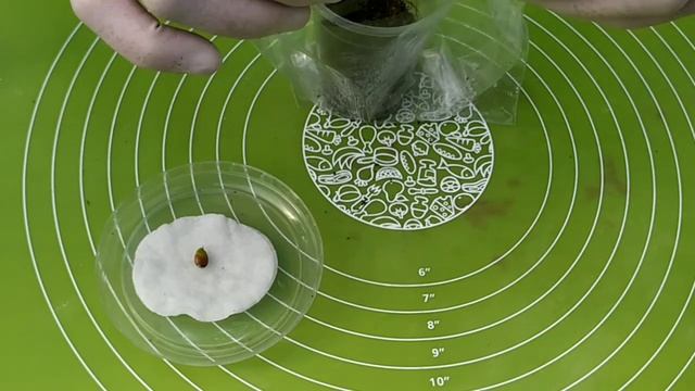 Как вырастить лимона из семян?How to grow lemon from seeds, ???? смотреть онлайн