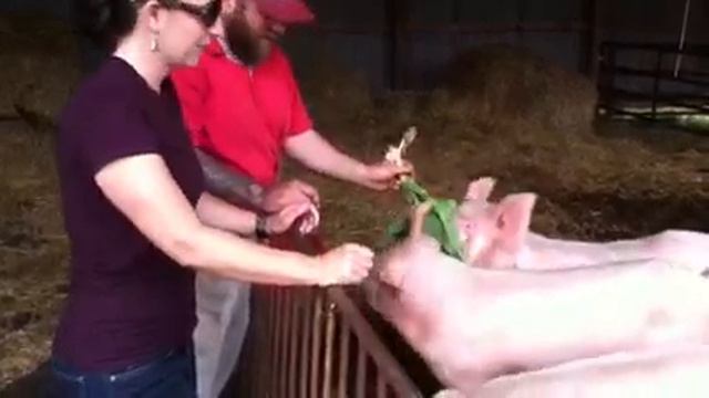 Pigs love to eat organic tulips! смотреть онлайн
