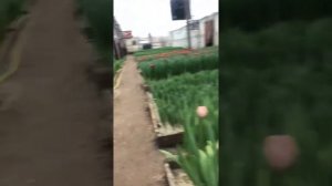 Первые тюльпаны тиз бутс кун-фу ответ на вопрос что делать когда Тюльпан заваливается от высоты