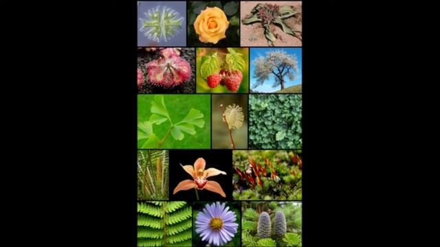 Природа все что нас окружает смотреть онлайн