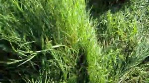 Feng Shou 180-3 покос(сегментная косилка)