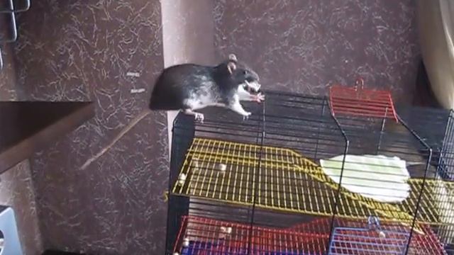 ЖЕСТЬ!!! голодная крыса прыгает за мясом! смотреть онлайн