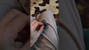 Land cruiser 200 не растет температура, термостату капец. Часть 2