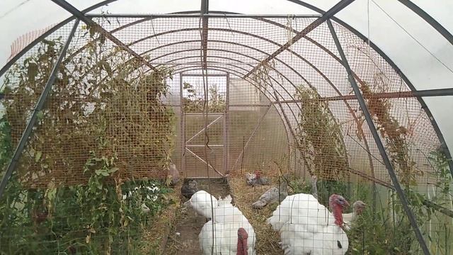 Теплица для содержания домашней птицы // Готовим индюков к сезону дождей // С.Х.У смотреть онлайн