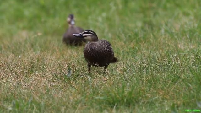 Серая кряква - речная утка смотреть онлайн