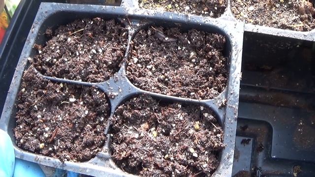 How To Start Schizanthus Flowers From Seed, How To Start Poor Man's Orchids From Seed смотреть онлайн