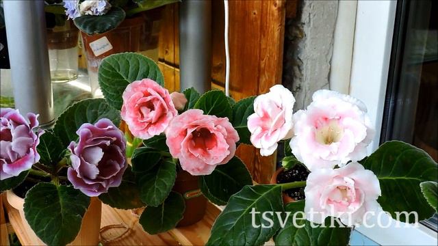 Количество цветоносов у глоксинии. Вопросы селекции.