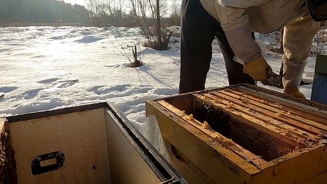 Пересадка пчёл в январе. 1 января #пасека #пчелы #пчеловодство смотреть онлайн