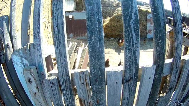 рефлекс кур на звук смотреть онлайн