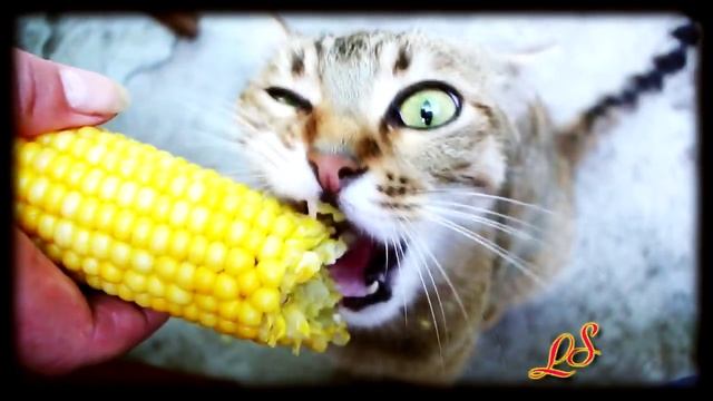 Кошка и вареная кукуруза. смотреть онлайн