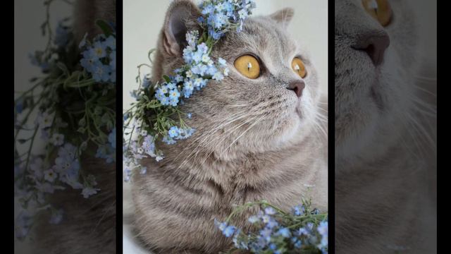 Поздравляем с Всемирным днём Кошек