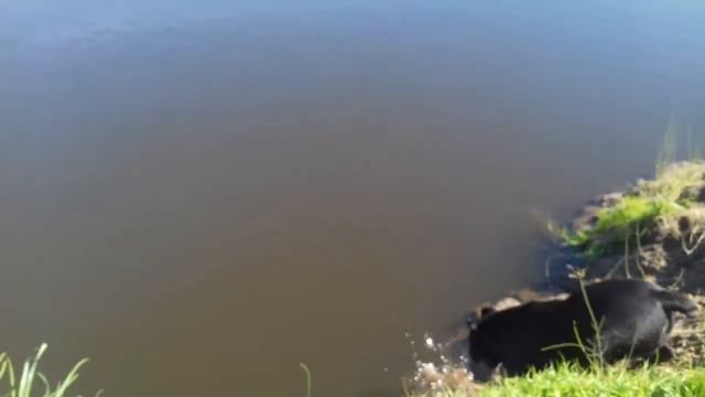Школа монстров: Кане Корсо смотреть онлайн