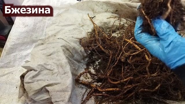 Проверка корней ежевики после хранения в пригороде Воронежа. смотреть онлайн