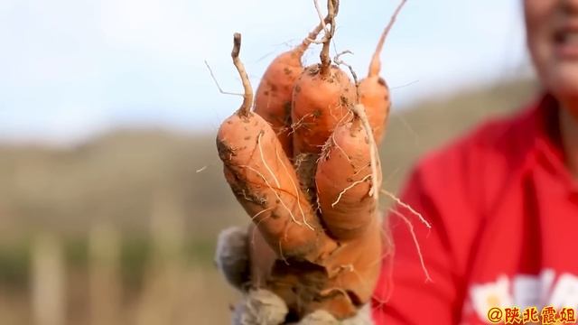 【合集】丝瓜汤+黄萝卜腌猪肉饺子！霞姐地里捡回满筐丝瓜黄萝卜，嫩瓜大饺子娃娃们吃的贼香！ смотреть онлайн