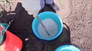 Важно! Весенняя обработка клубники от болезней бордоской смесью