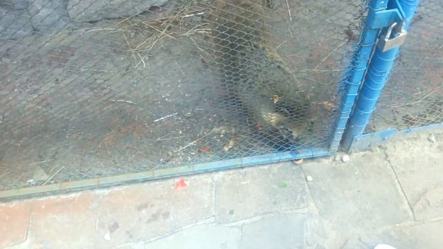 Странный дивный зверь! смотреть онлайн