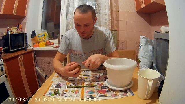 2017 0301 посадка черенков розы в картошку смотреть онлайн